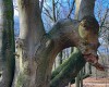 Ein mystischer Baum im Immenstedter Forst - er lässt den Drachen erwachen (c) Jes-Peter Hansen