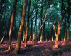 Farbenfohe Lichtspiele im Wald bei der untergehender Sonne  (c) Jes-Peter Hansen