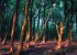 Farbenfohe Lichtspiele im Wald bei der untergehender Sonne  (c) Jes-Peter Hansen
