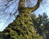 Der Methusalem-Baum - eine Birke im biblischen Alter (c) Jes-Peter Hansen