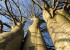 Kraftbäume wie Säulen in den Himmel (c) Jes-Peter Hansen