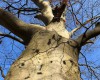 Die Schattenbuche - Lichtspiel auf der Haut des Baumes (c) Jes-Peter Hansen