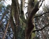 Ein Spärenbaum im Immenstedter Forst (c) Jes-Peter Hansen