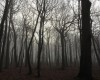 Der mystische Wunderwald (c) Jes-Peter Hansen