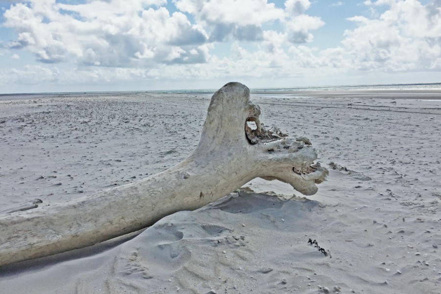 Ein Baum auf Reisen - Endstation Kniepsand auf Amrum (c) Jes-Peter Hansen